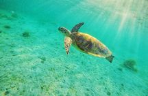 Shared Port Barton Island Hopping Tour with Turtle Watching