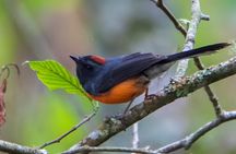 5-Hour Private Birdwatching Experience in San Juan La Laguna