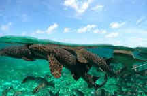 Private Hol Chan Snorkeling 7 Amazing Stops!