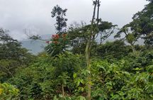 Coffee Walk Tour in San Juan La Laguna