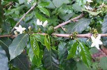 Coffee Walk Tour in San Juan La Laguna