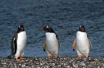 Catamaran Tour through the Beagle Channel and Penguins in Isla Martillo