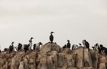 Catamaran Tour through the Beagle Channel and Penguins in Isla Martillo