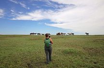 Half Day Chasing Horses Wildlife Photography Experience in North Dakota