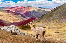 Full-Day Guided Tour to Palccoyo Rainbow Mountain