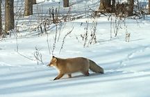 Private Snow Shoe Tour in Shiretoko National Park
