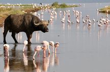 6-Days Masai Mara, Nakuru & Amboseli Group Safari on Landcruiser