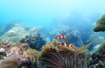 Snorkeling Full Day Experience from Bangkok