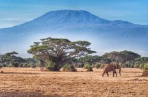 6-Days Masai Mara, Nakuru & Amboseli Group Safari on Landcruiser