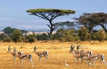 6-Day Private Landcruiser Safari to Masai Mara, Nakuru & Amboseli