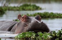 5-Day Masai Mara Lake Nakuru and Naivasha Small-group Safari Tour