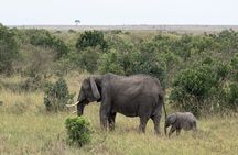 5-Day Masai Mara Lake Nakuru and Naivasha Small-group Safari Tour