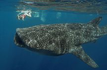 Snorkeling with Whale Sharks - Isla Mujeres 