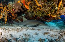 FunDiving in Cozumel - By Ferry - 2 Tanks in the wonderful Caribbean sea