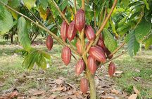 Xunantunich Mayan Ruins CACAO FARM AND TRADITIONAL CHOCOLATE MAKING Tour 