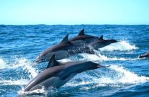Byron Bay Dolphin Tour - Ocean Safari