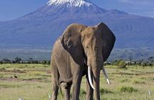2 Days and 1 Night Amboseli Safari from Nairobi