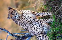 3-Day Masai Mara and Naivasha Hell's Gate National Park-Safari