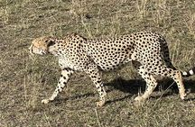 3-Day Masai Mara and Naivasha Hell's Gate National Park-Safari