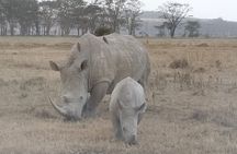 4-Days Of The Great Migration Safari 