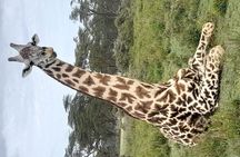 4-Day Masai Mara, L Naivasha and L Nakuru Safari