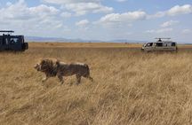 4-Day Masai Mara, L Naivasha and L Nakuru Safari
