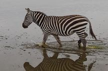 4-Day Masai Mara and Lake Nakuru Jeep Safari