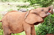  Half day tour to Elephant orphanage & Giraffe Centre Nairobi