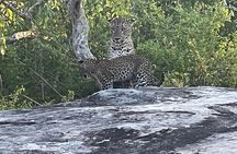 Private Day Tour in Yala National Park with Lunch