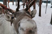 Santa's Reindeer & Husky Safari + Santa's Pets + Aurora Hunt!