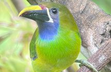 Explore the Magic Monteverde Cloud Forest