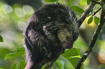 Explore the Magic Monteverde Cloud Forest