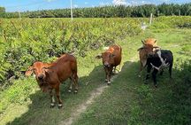 HOI AN Countryside Villages & River Islands PRIVATE TOUR