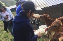 Finca El Paraiso Farm Cheese Tour in Monteverde