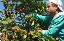 Sarangkot Village Coffee Culture and Authentic Local Life Tour