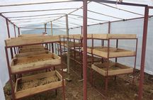 Sarangkot Village Coffee Culture and Authentic Local Life Tour