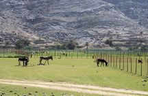 Mountain Safari in Jebel Harim