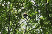 Mayan Jungle Adventure (Private, Full Day)