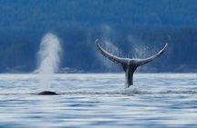 4 hr Into The Wild Whales & Wildlife Adventure