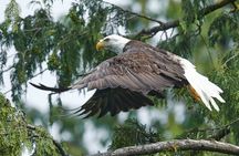 4 hr Into The Wild Whales & Wildlife Adventure