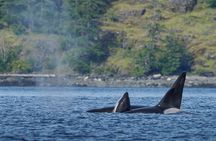 4 hr Into The Wild Whales & Wildlife Adventure