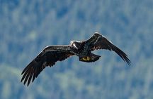 4 hr Into The Wild Whales & Wildlife Adventure