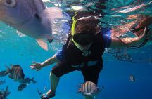 Snorkel along the coast, explore two reefs by Chivis del Mar 
