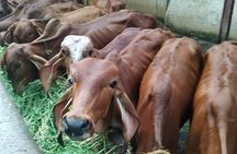 Private Mumbai by Dawn and Spiritual Temple Tour