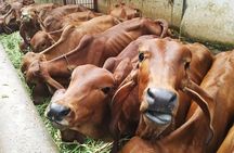 Private Mumbai by Dawn and Spiritual Temple Tour