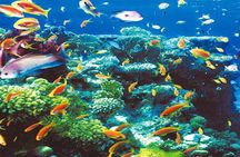 Intro Diving for Beginners in Hurghada with Pick-up and Lunch
