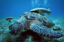 Skip the Line Hurghada Grand Aquarium transfer & entrance 