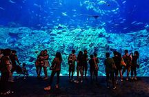 Skip the Line Hurghada Grand Aquarium transfer & entrance 
