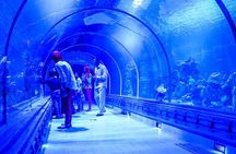Skip the Line Hurghada Grand Aquarium transfer & entrance 