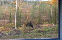 Bear Watching, night trip